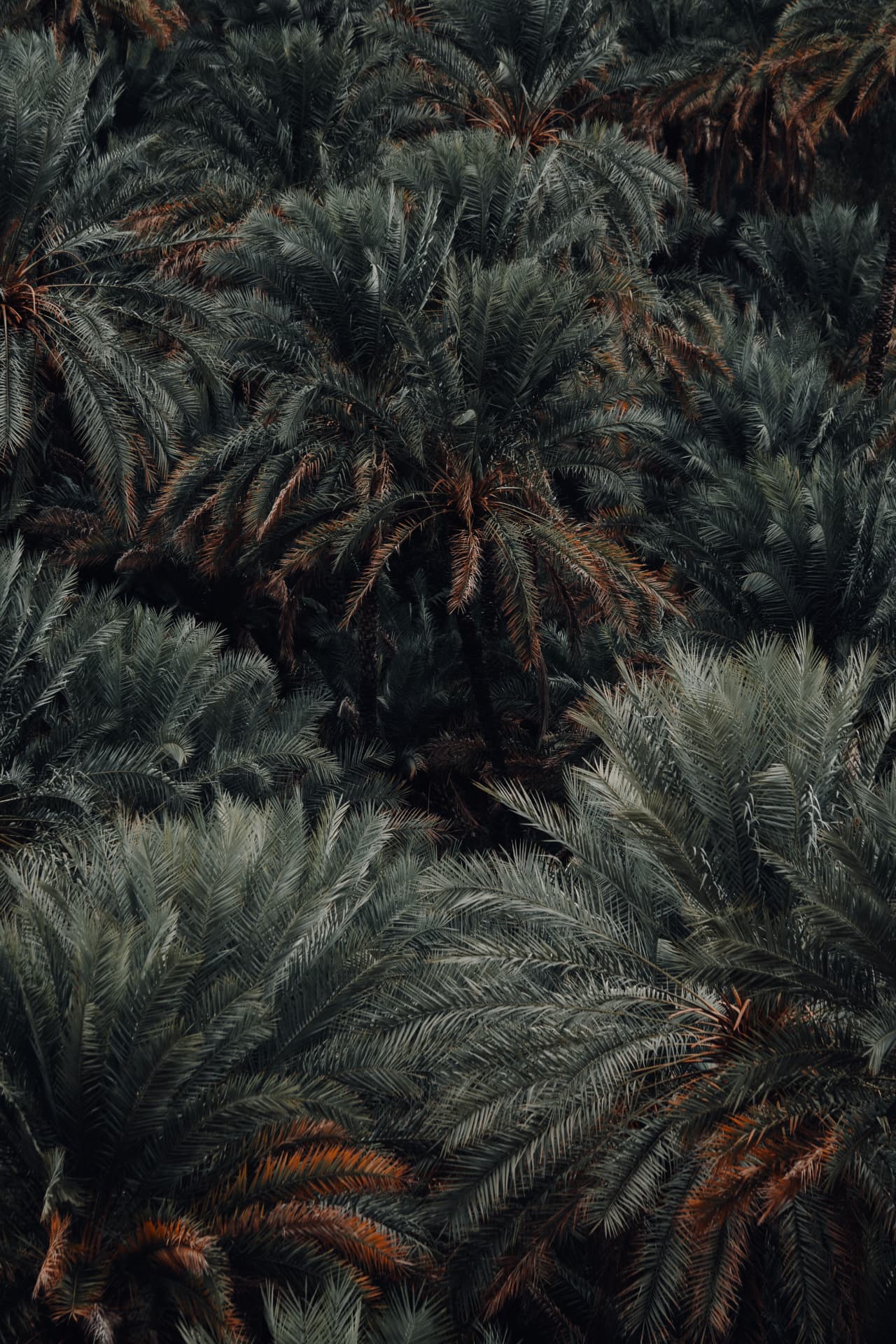 Dense palm canopy in dark green and rust tones